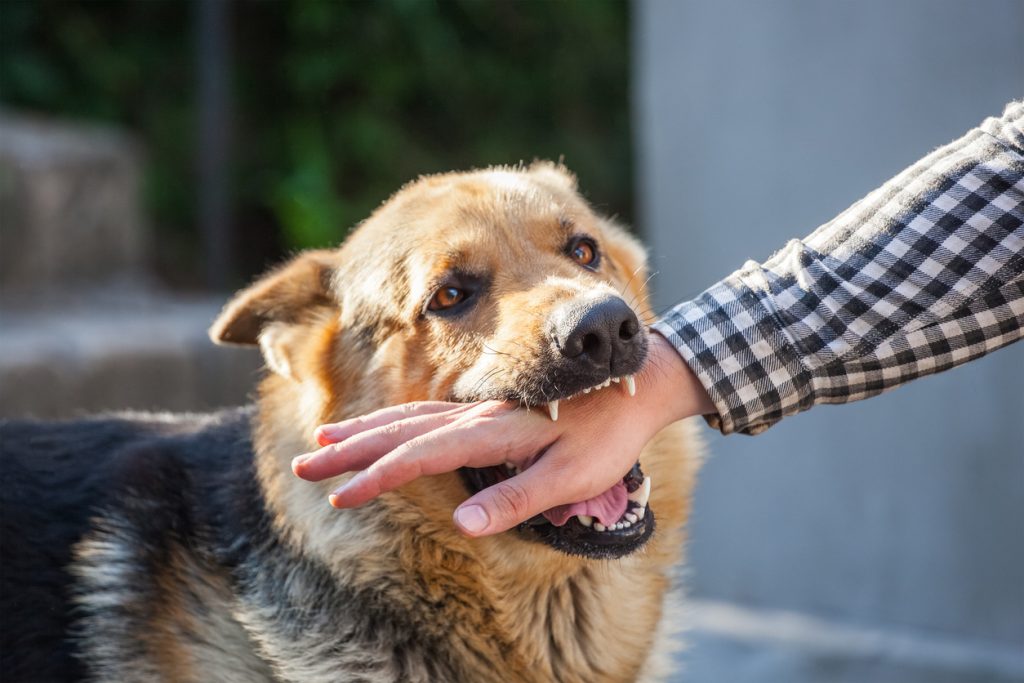 consulting an experienced Whittier Dog Bite Attorney